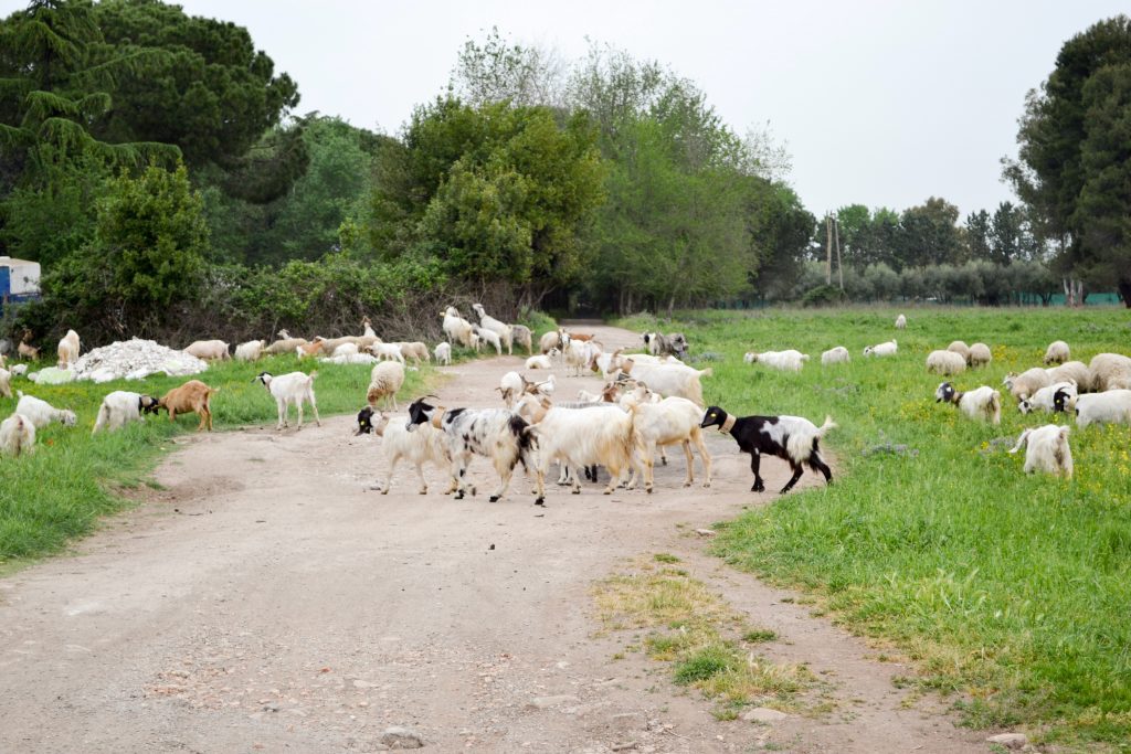 Rome, Sheep