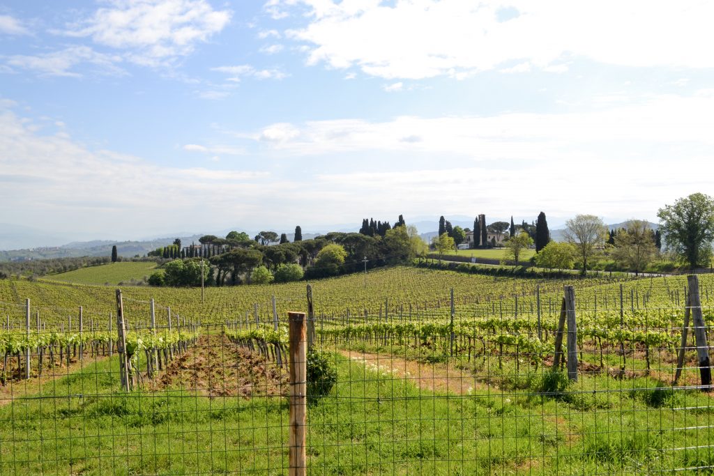 Italy, Tuscany, Vineyard