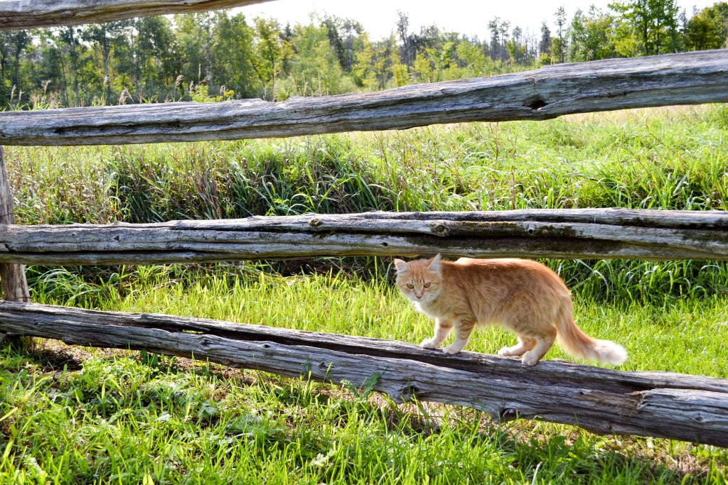 The Log Farm - Orange Kitten